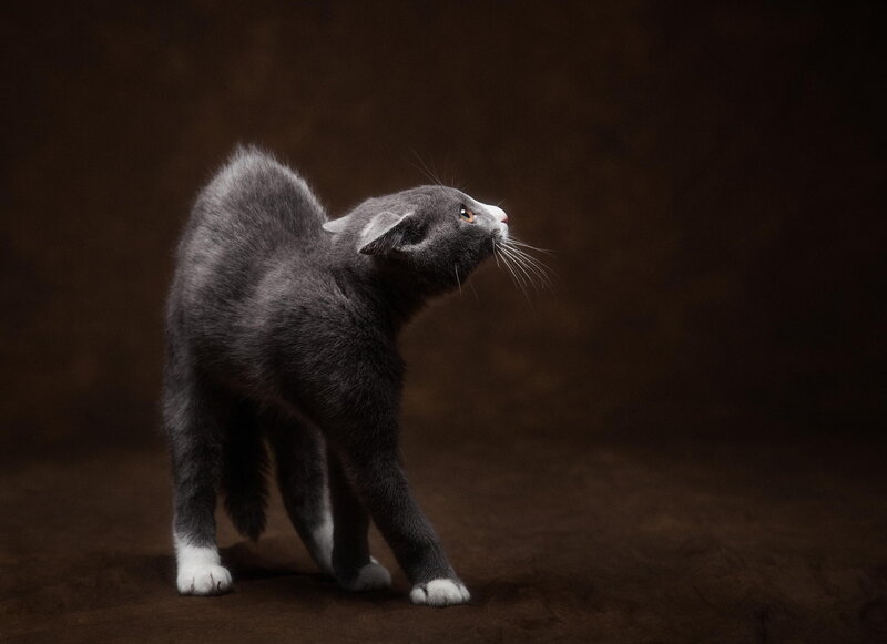 Gray Cat with White Paws — Dramatic, Photograph