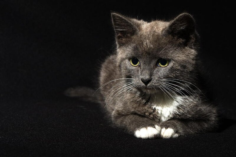 Gray Cat with White Paws — Dramatic