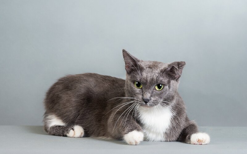 gray cat with white paws