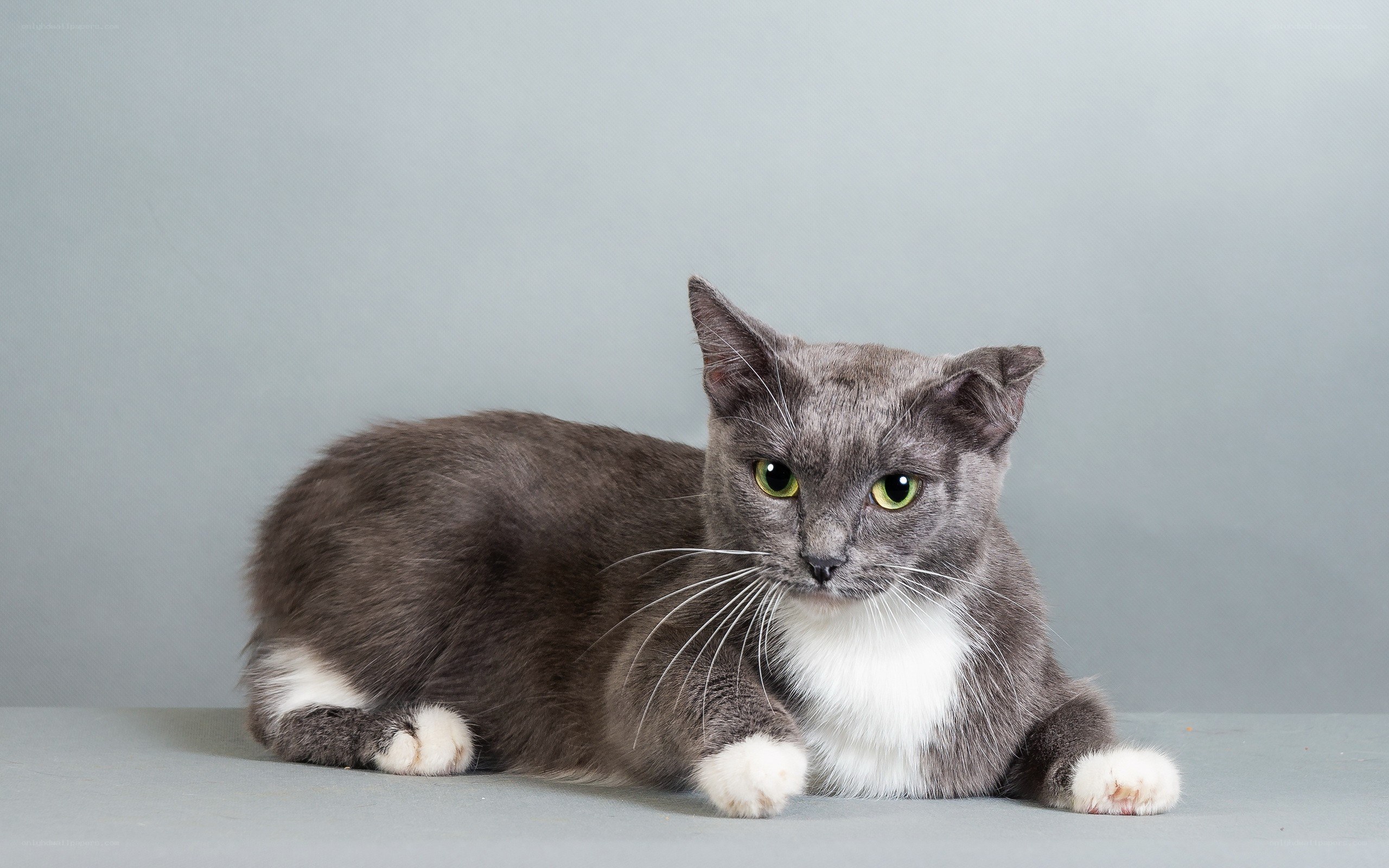 gray cat with white paws