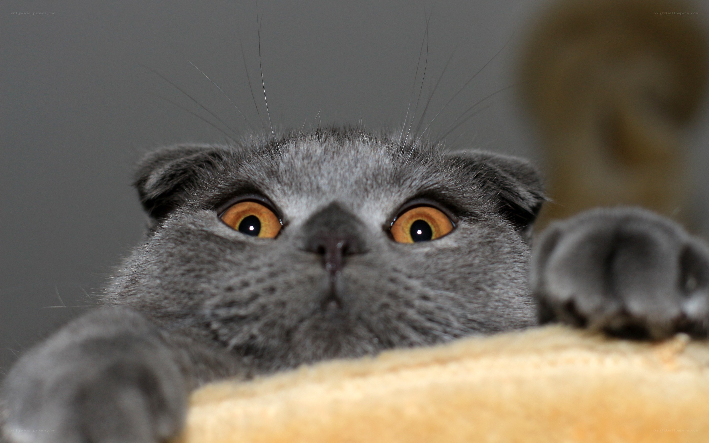 gray cat with wide eyes