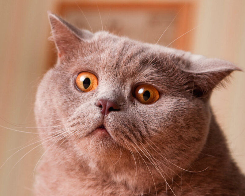 Gray Cat with Wide Eyes — Alert