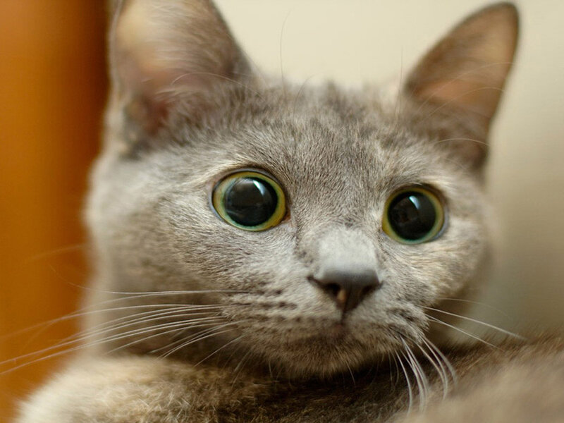 Gray Cat with Wide Eyes — Curious
