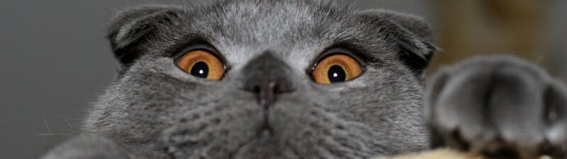 Gray Cat with Wide Eyes — Surprised