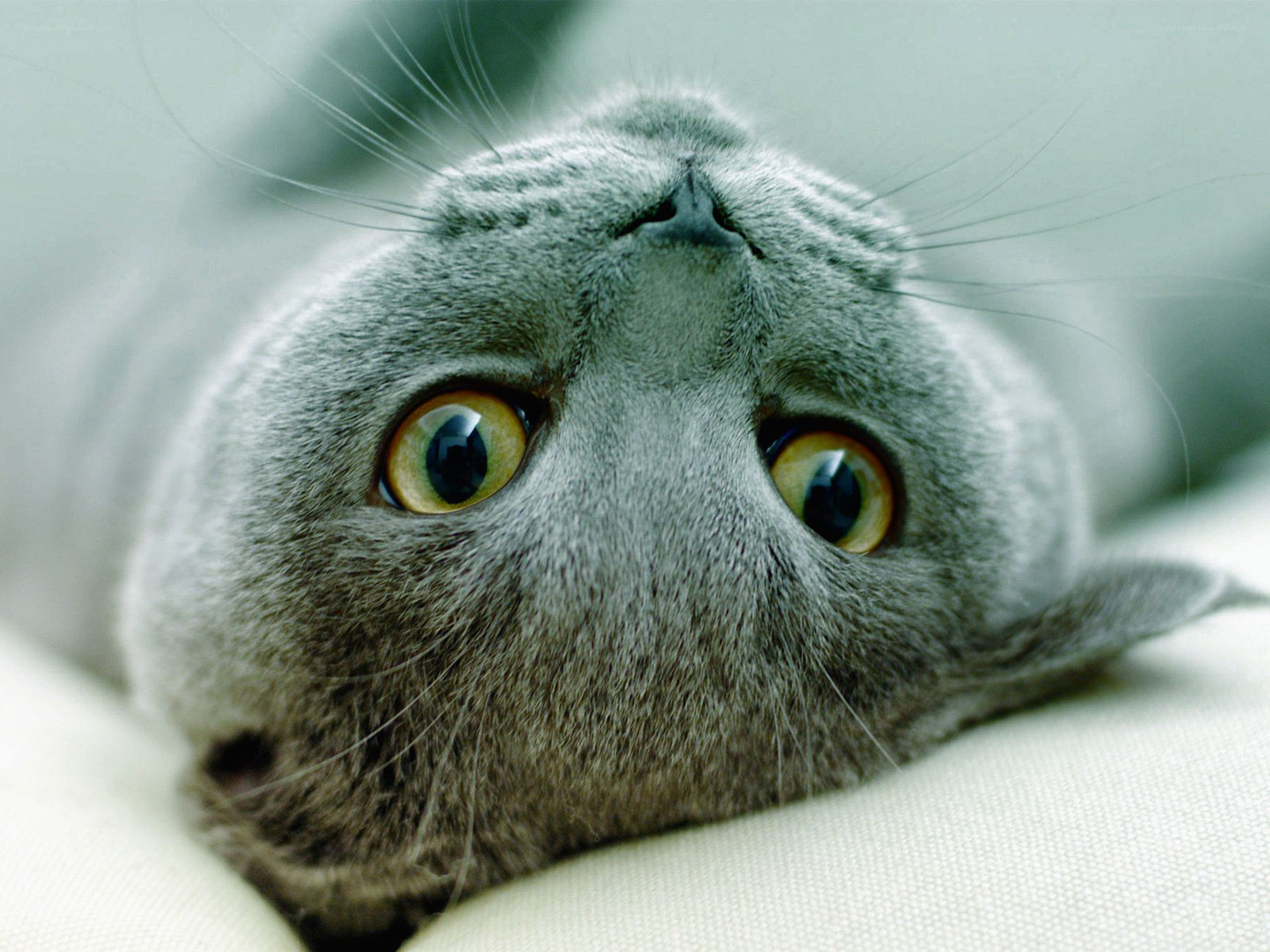 gray cat with wide eyes