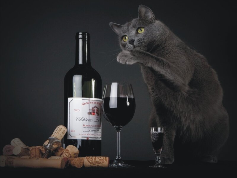 Gray Cat with Wine — Dramatic