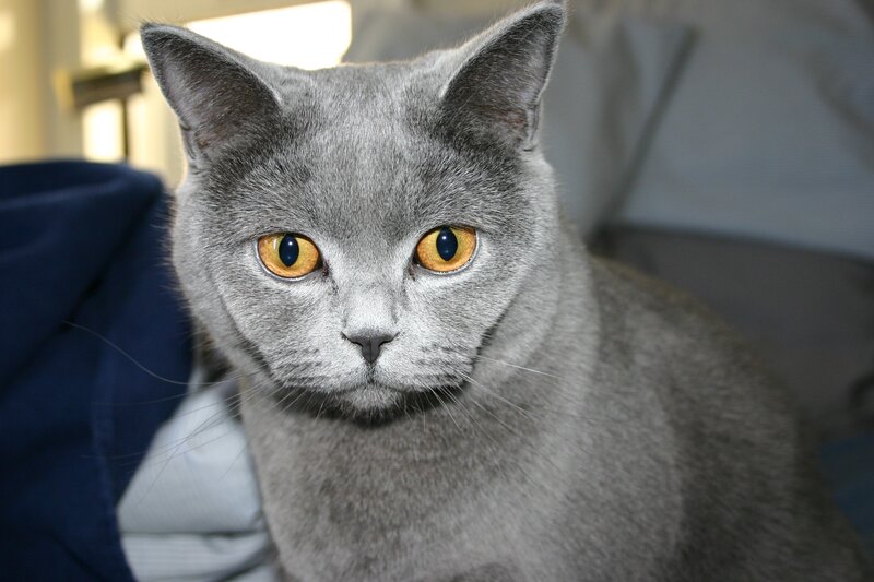 gray cat with yellow eyes