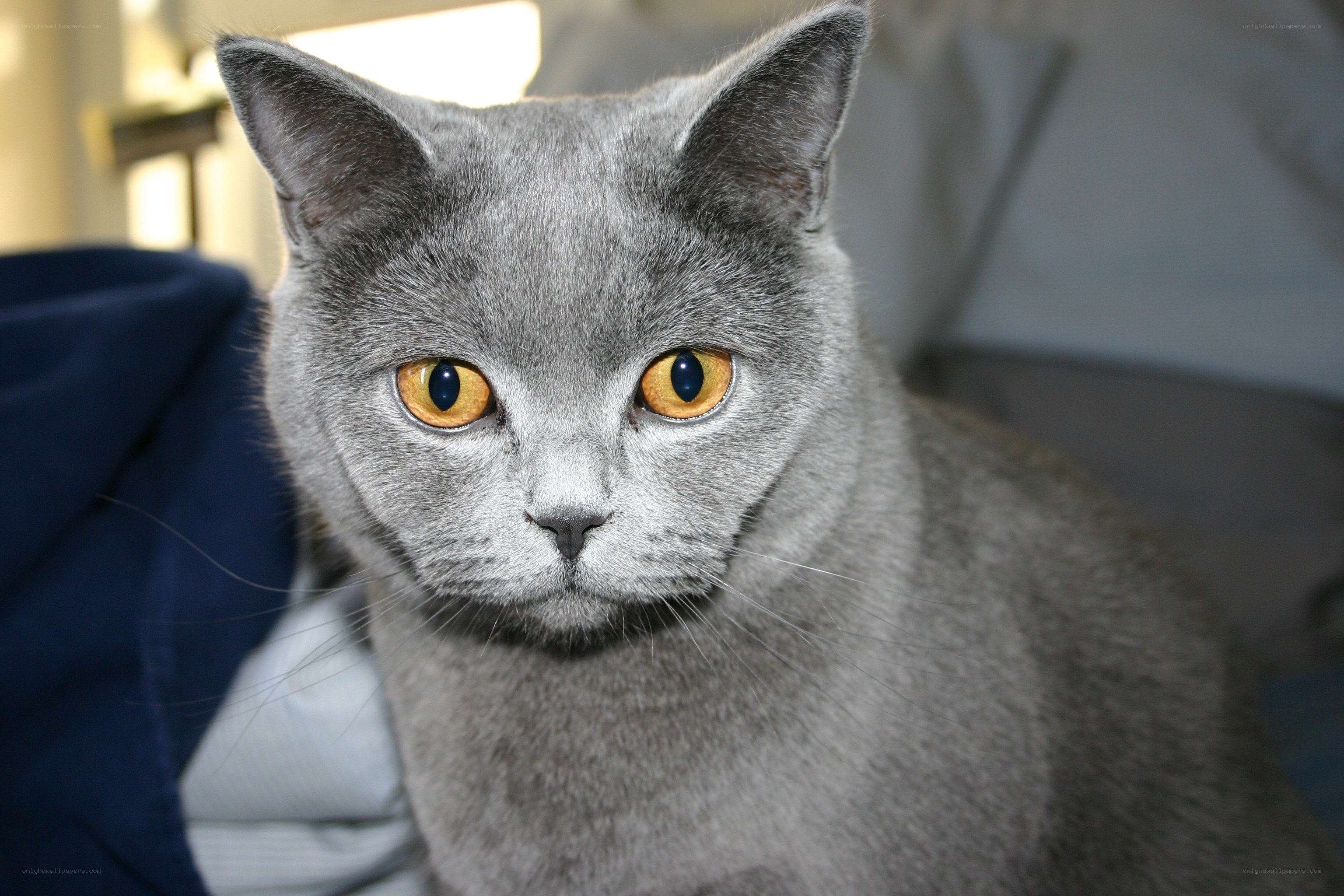 gray cat with yellow eyes