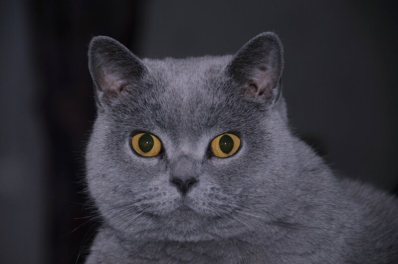 gray cat with yellow eyes