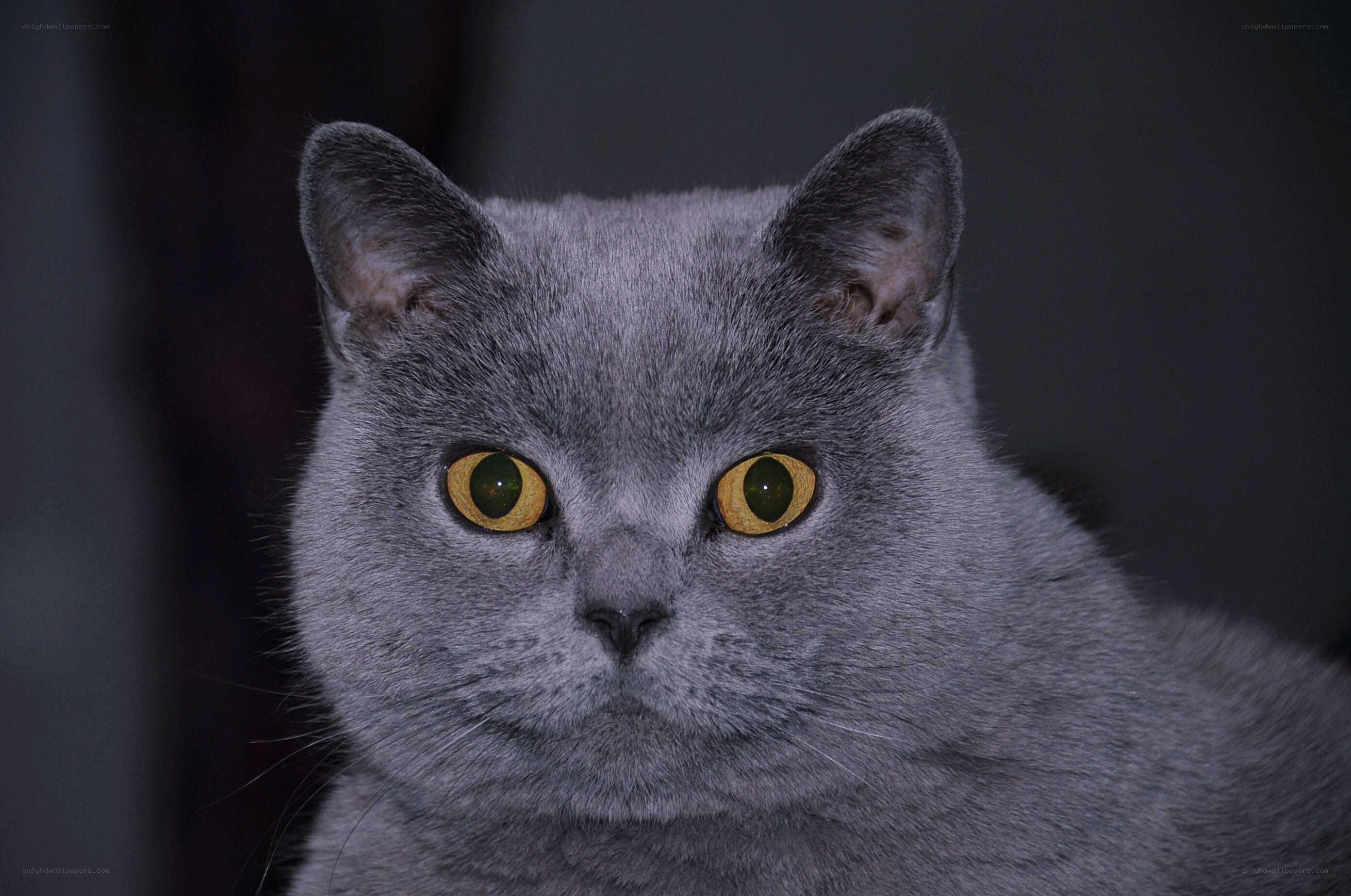 gray cat with yellow eyes
