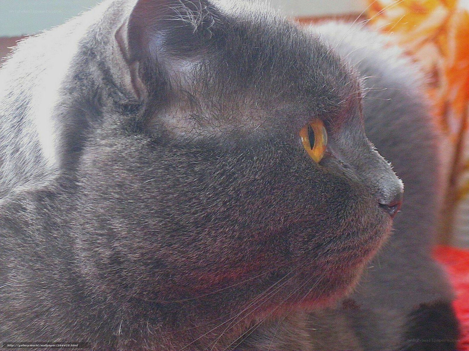 gray cat with yellow eyes