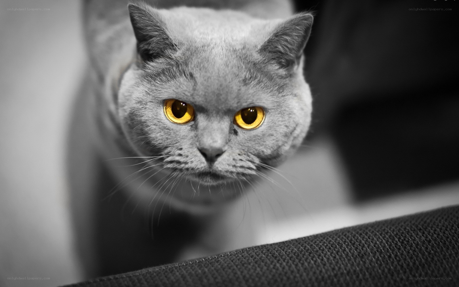 gray cat with yellow eyes