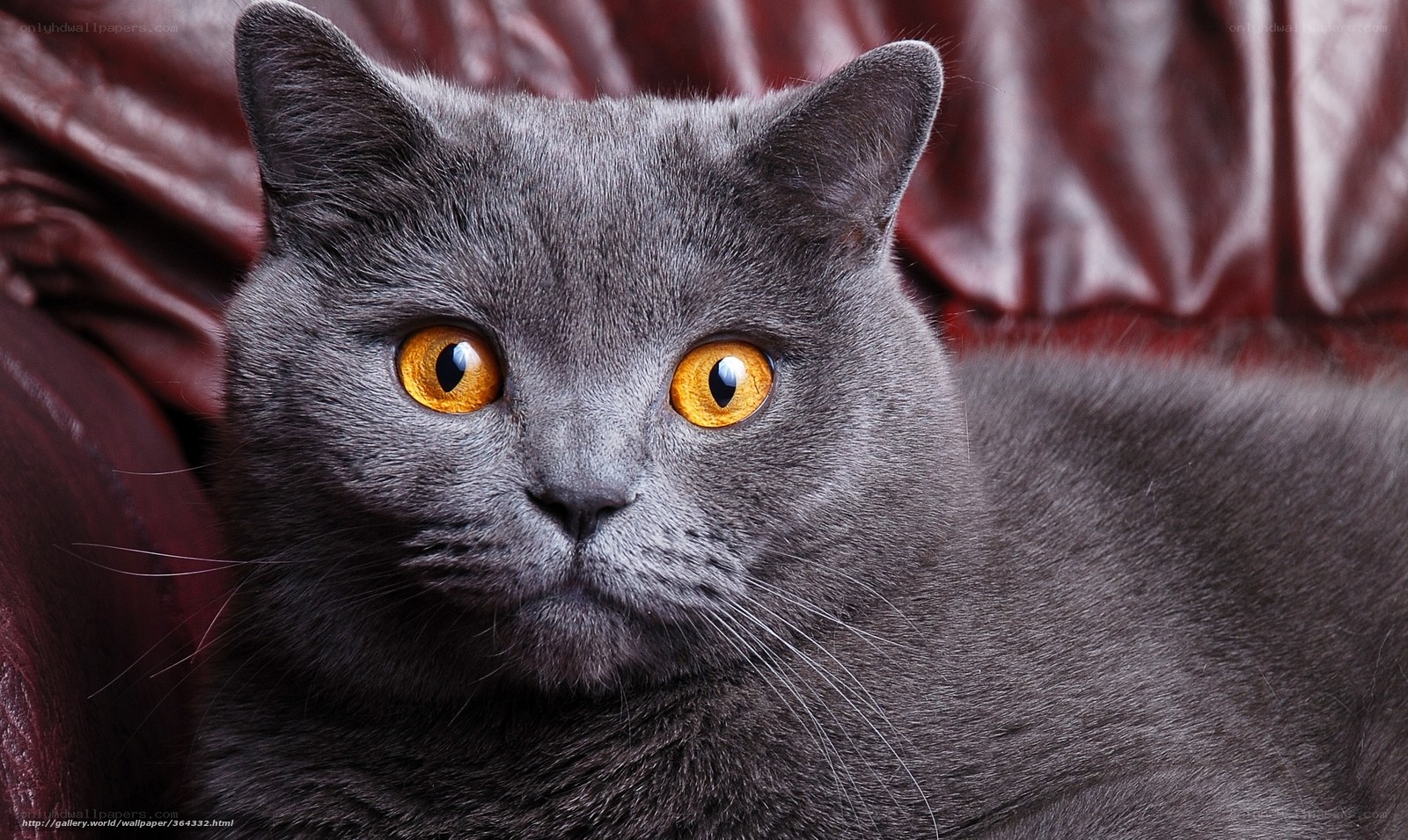 gray cat with yellow eyes