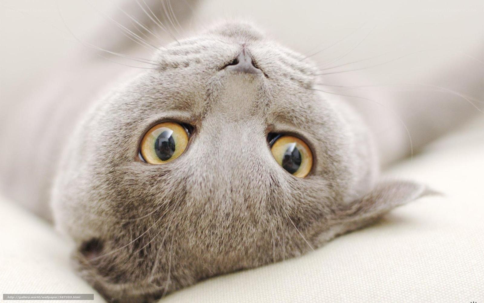 gray cat with yellow eyes