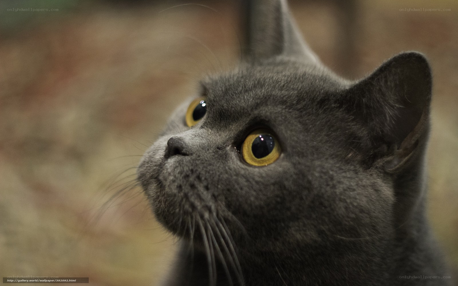 gray cat with yellow eyes