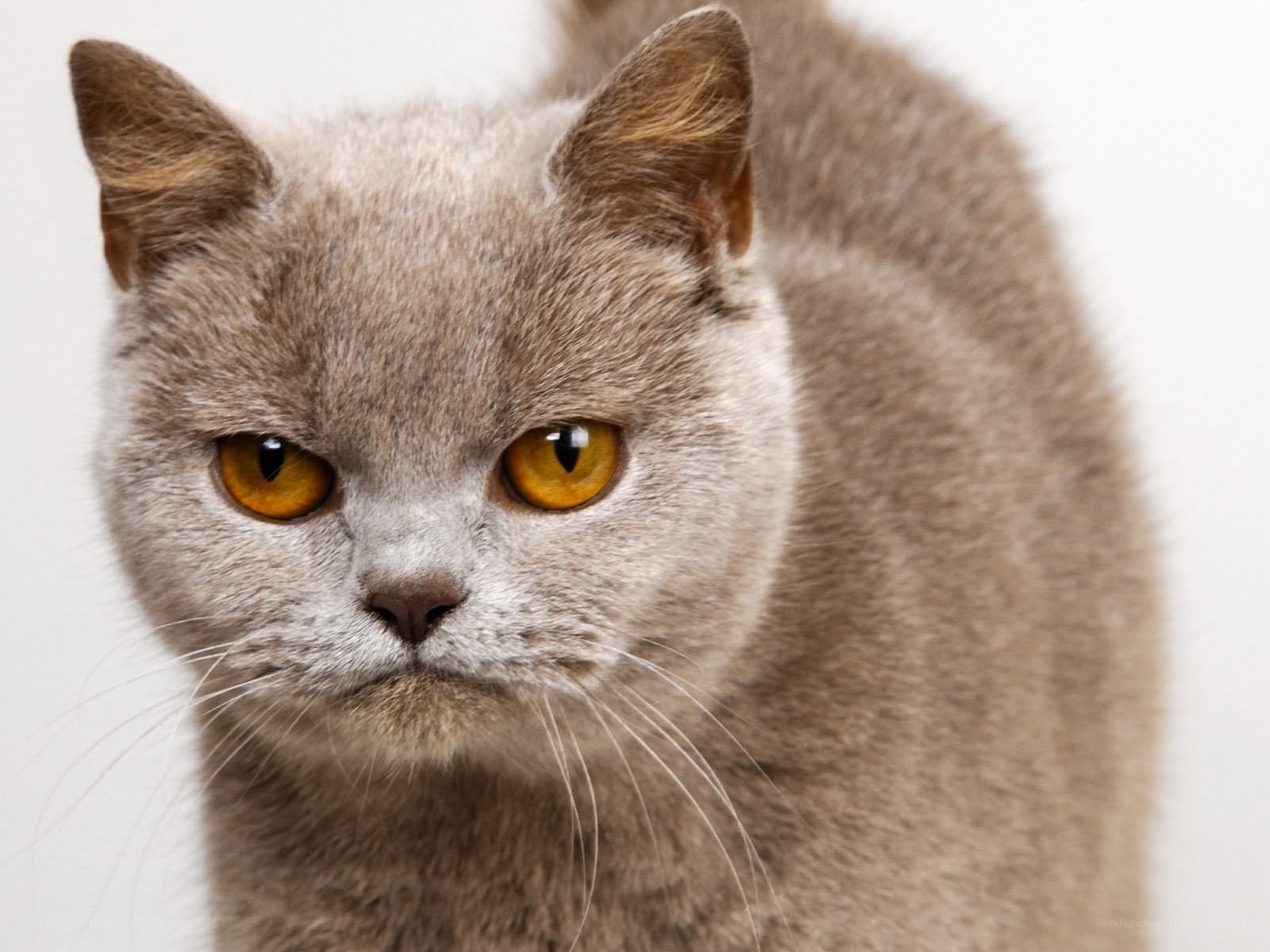 gray cat with yellow eyes