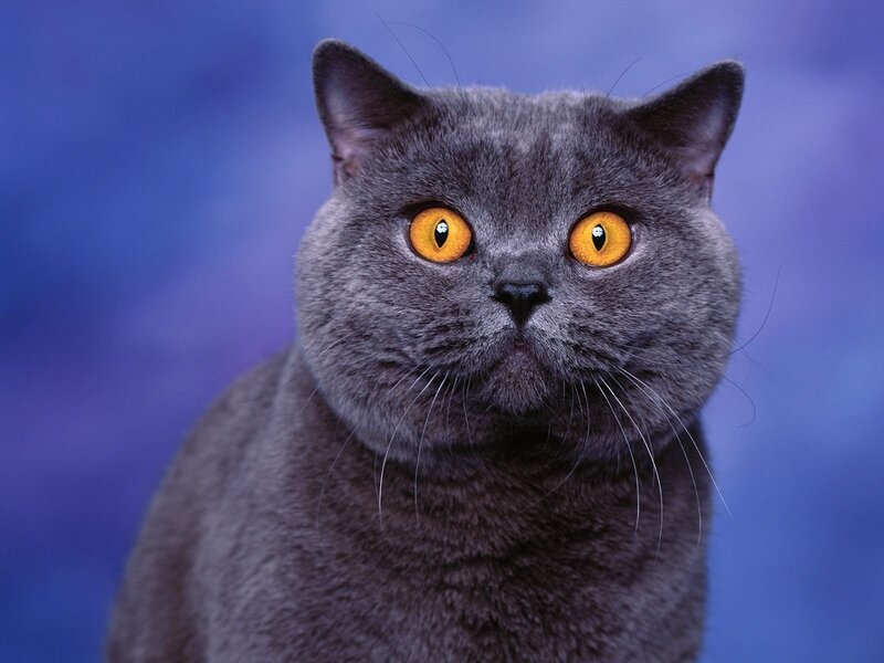 gray cat with yellow eyes