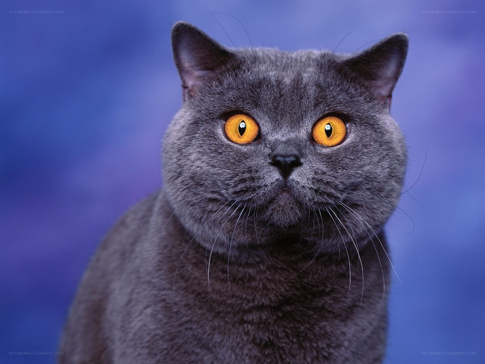 gray cat with yellow eyes