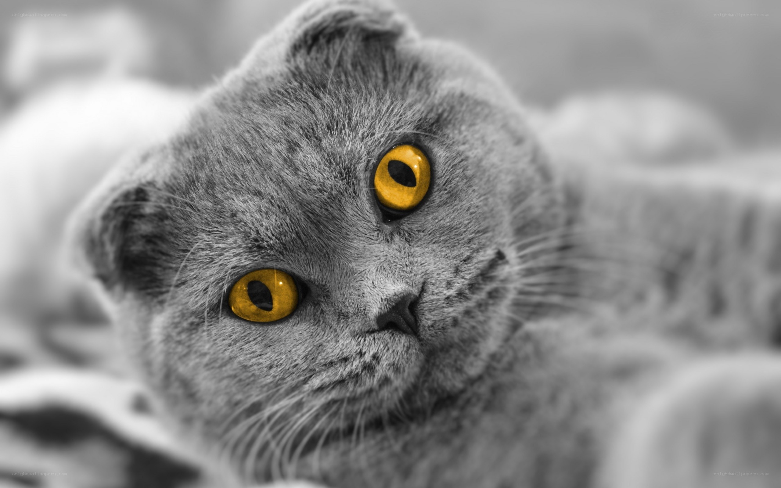 gray cat with yellow eyes