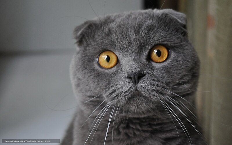 gray cat with yellow eyes