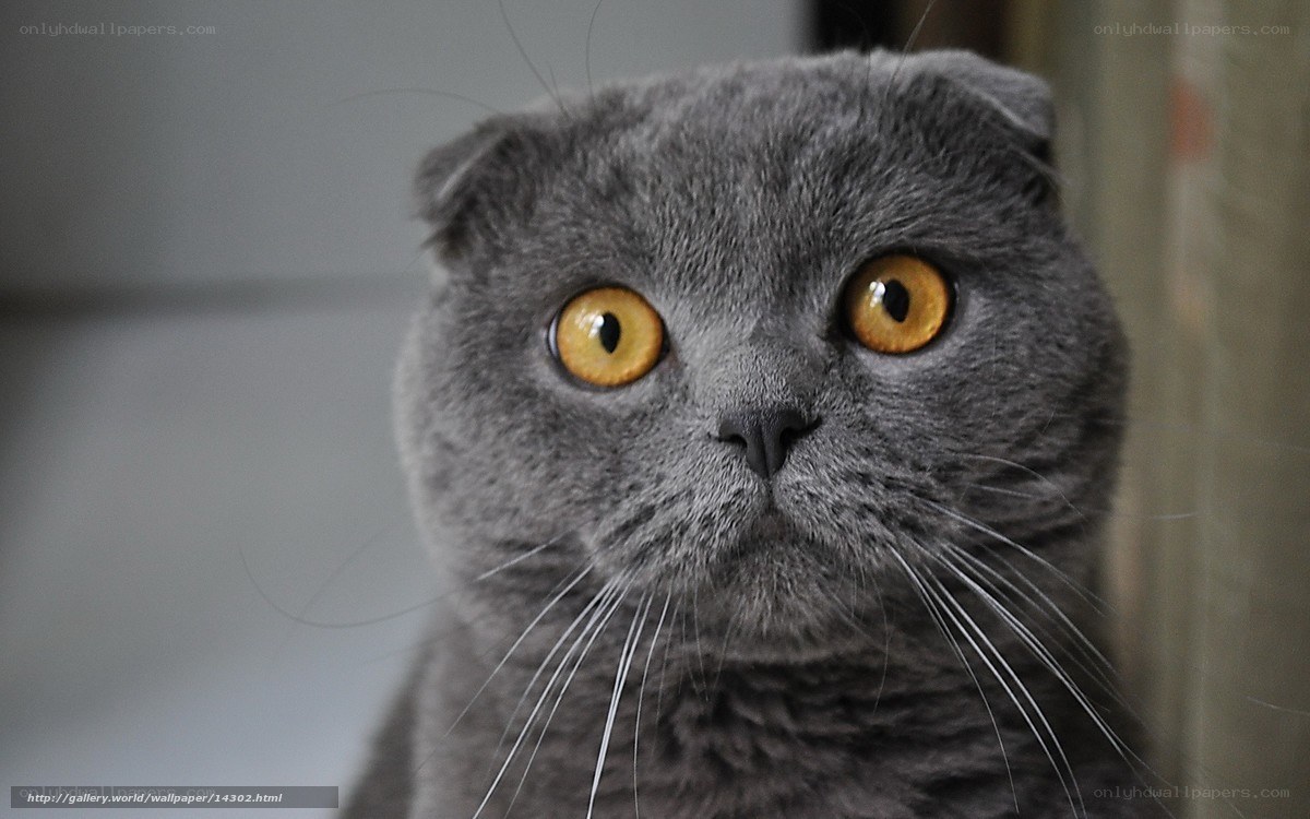 gray cat with yellow eyes