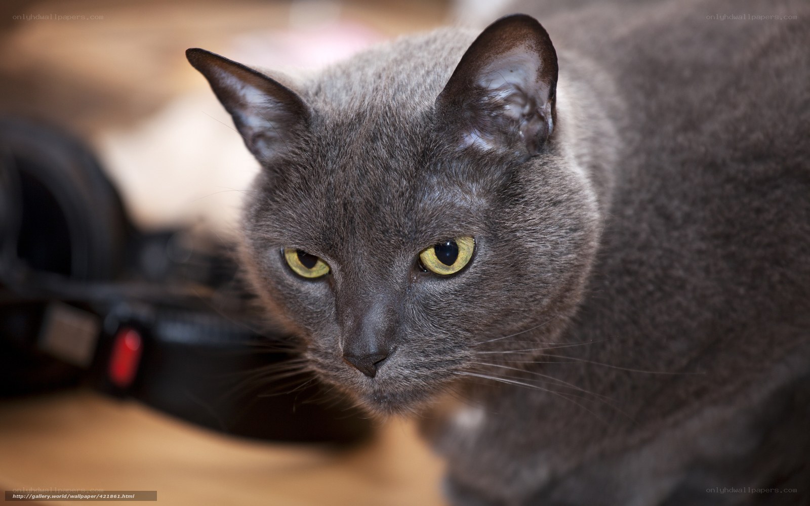 gray cat with yellow eyes