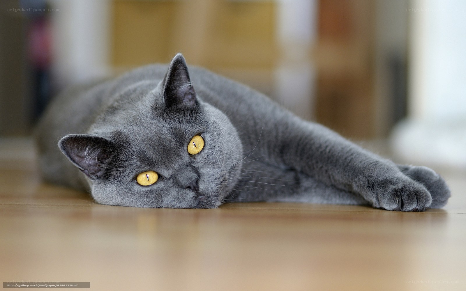 gray cat with yellow eyes