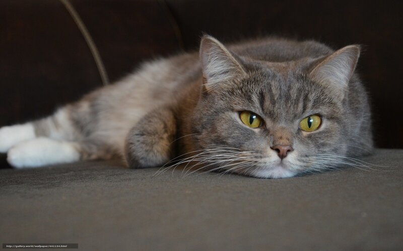 gray cat with yellow eyes