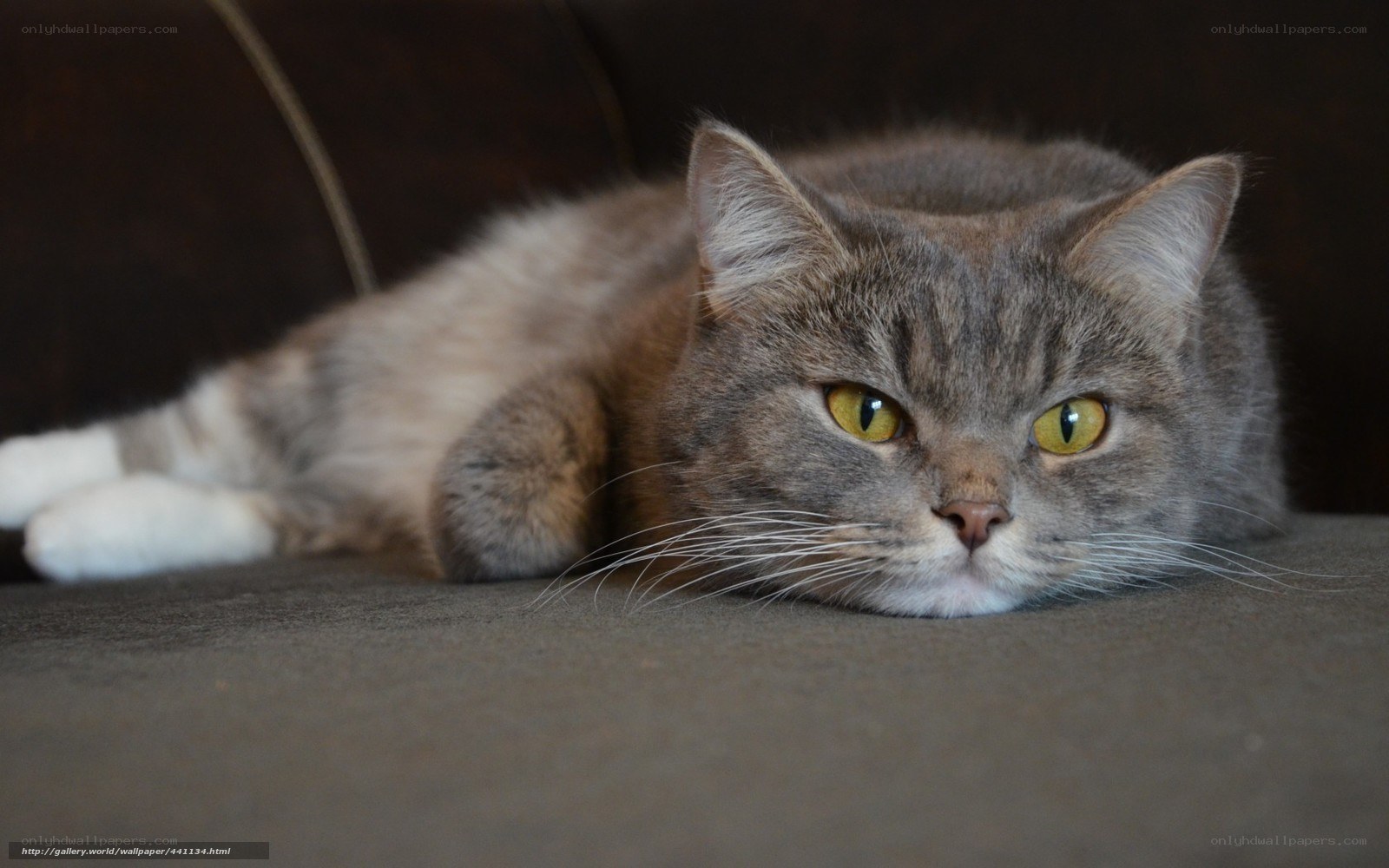 gray cat with yellow eyes
