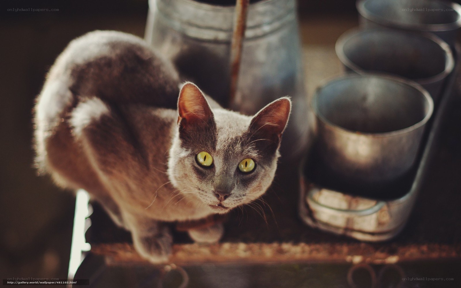 gray cat with yellow eyes