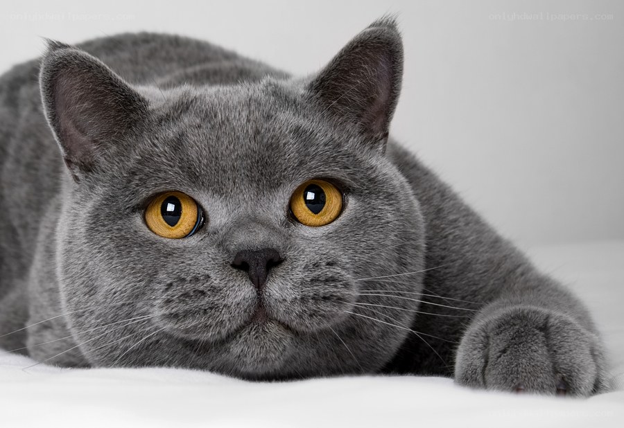 gray cat with yellow eyes