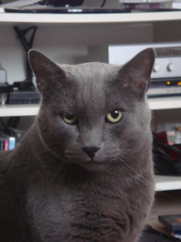 gray cat with yellow eyes