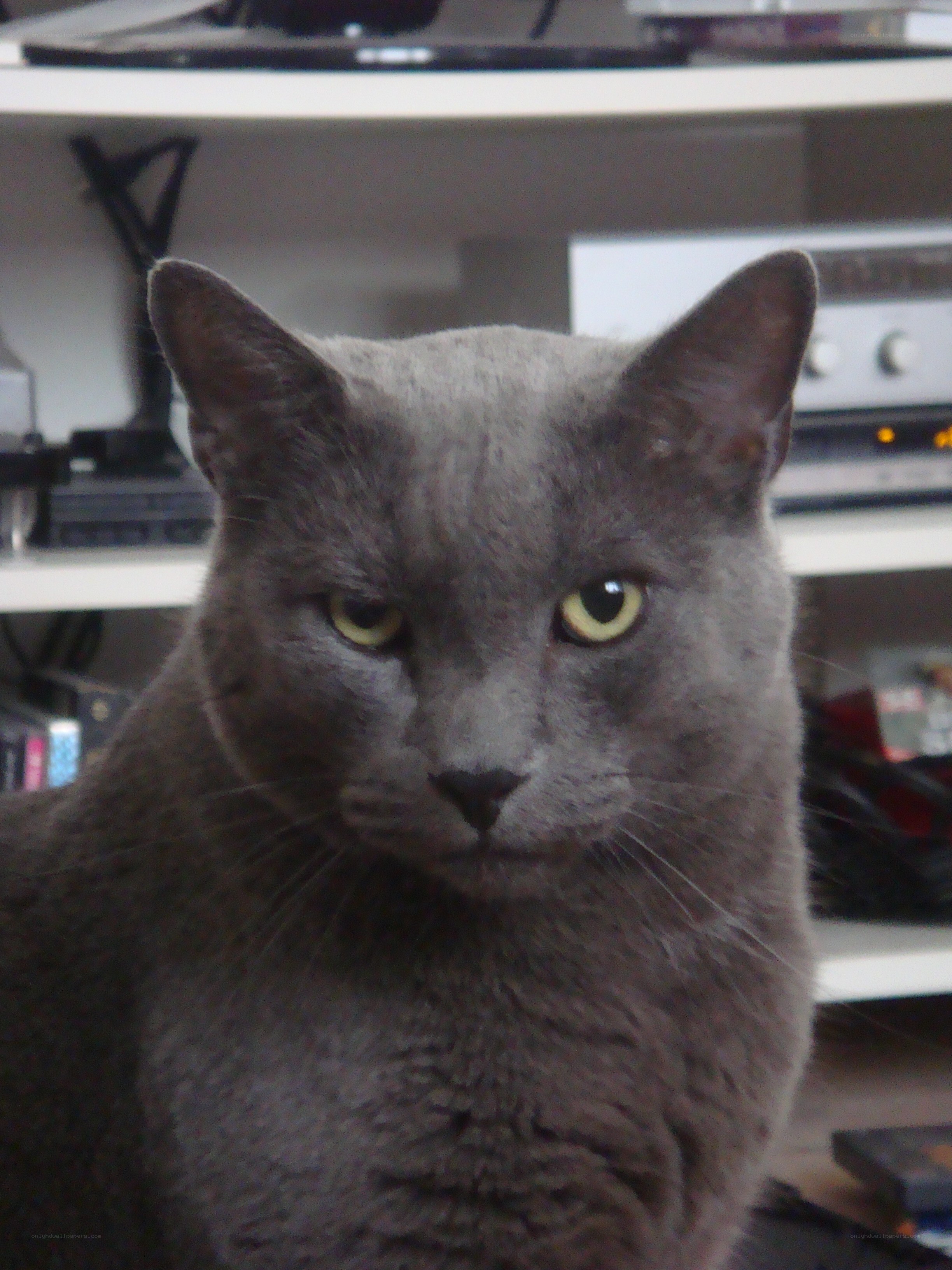 gray cat with yellow eyes