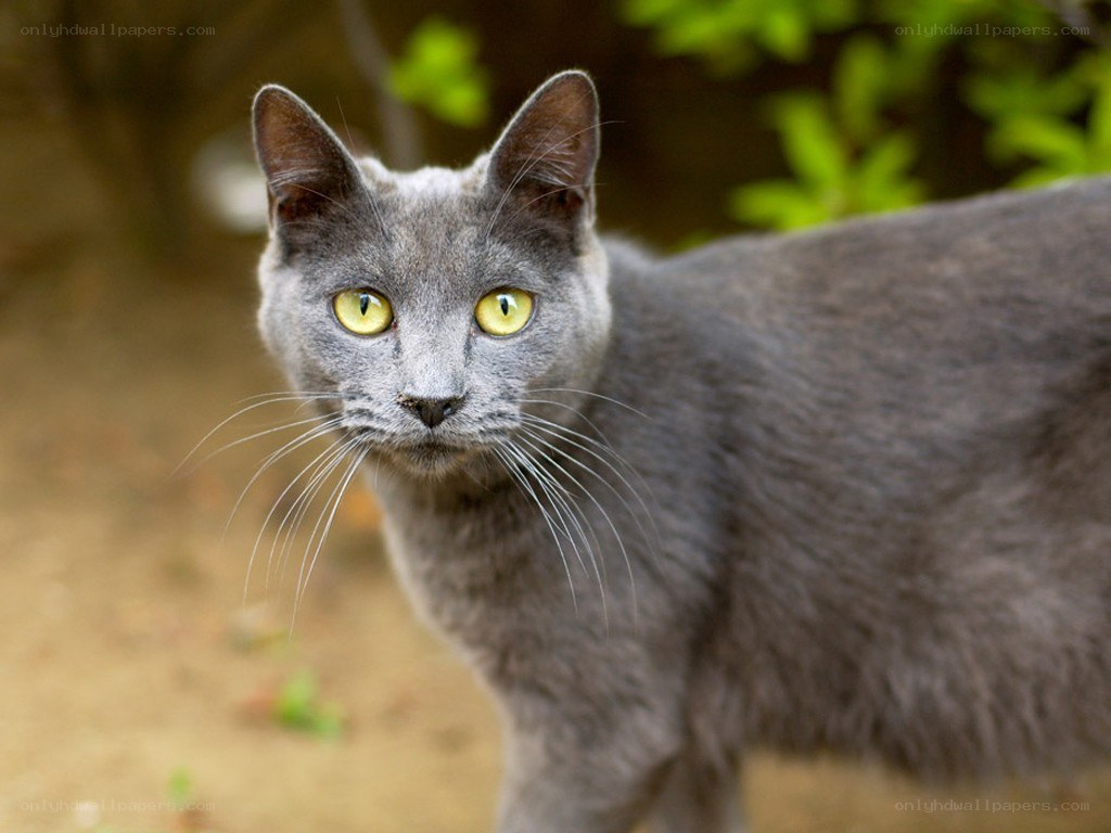 gray cat with yellow eyes