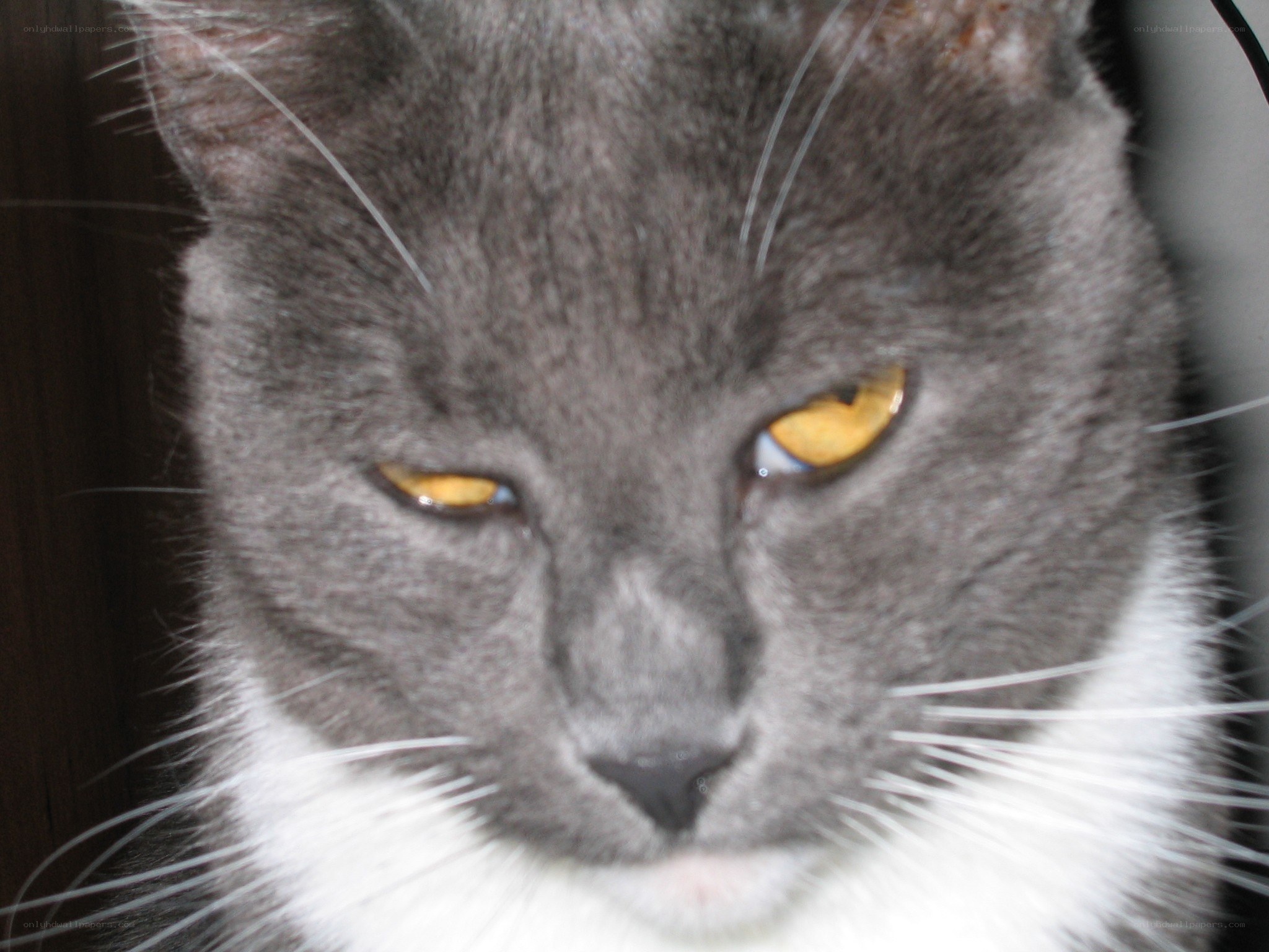 gray cat with yellow eyes