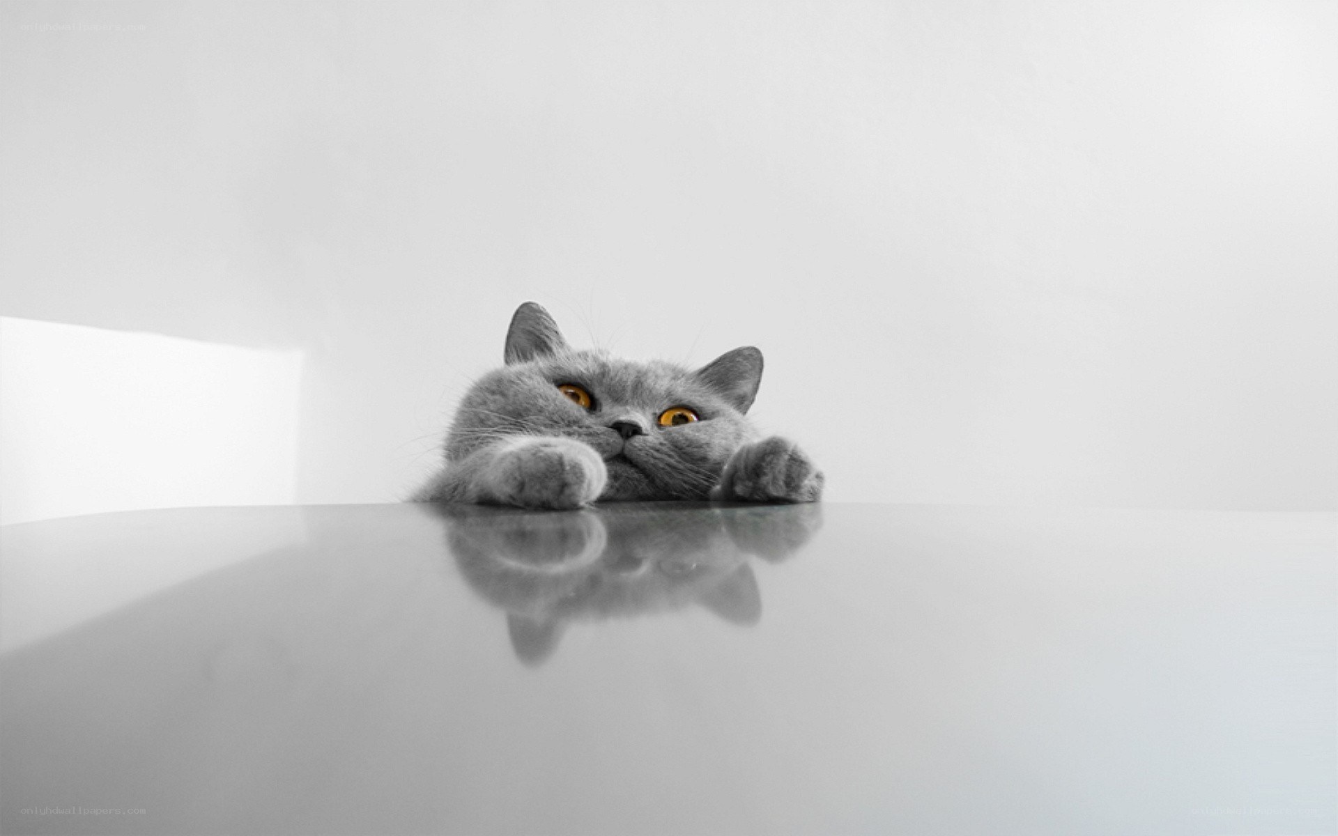 gray cat with yellow eyes