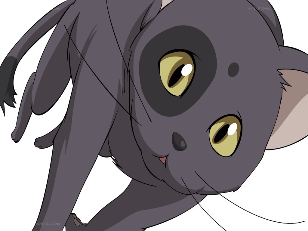 gray cat with yellow eyes