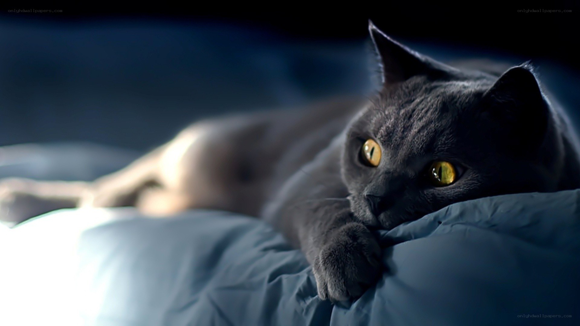 gray cat with yellow eyes