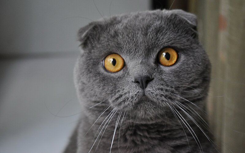 gray cat with yellow eyes