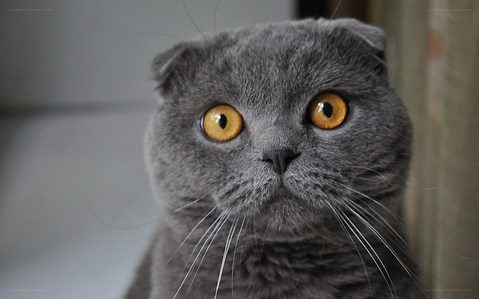 gray cat with yellow eyes