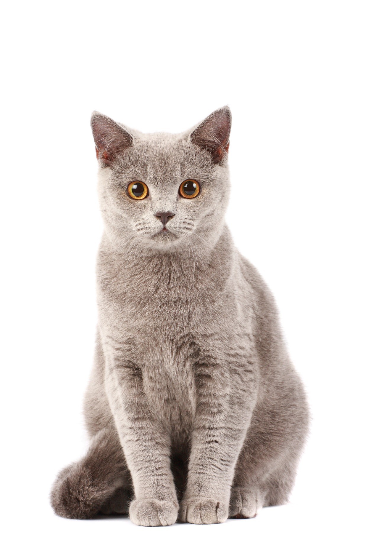 gray cat with yellow eyes