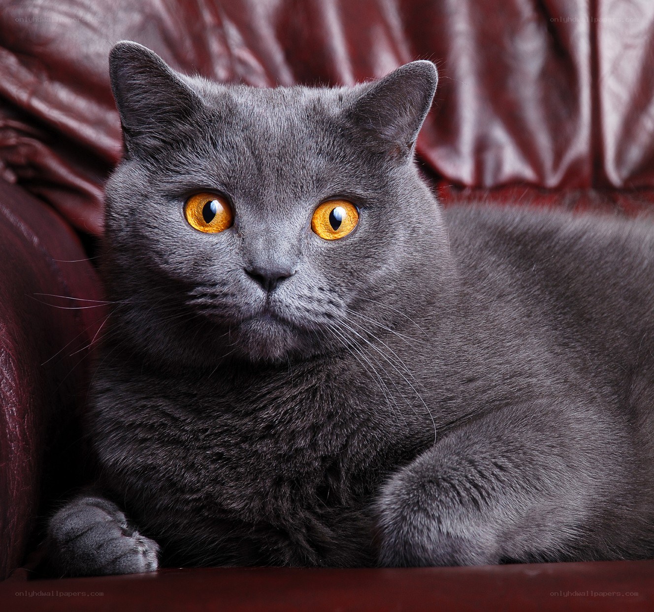 gray cat with yellow eyes
