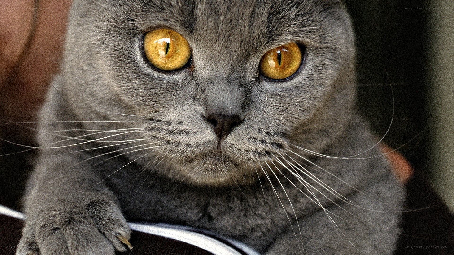 gray cat with yellow eyes