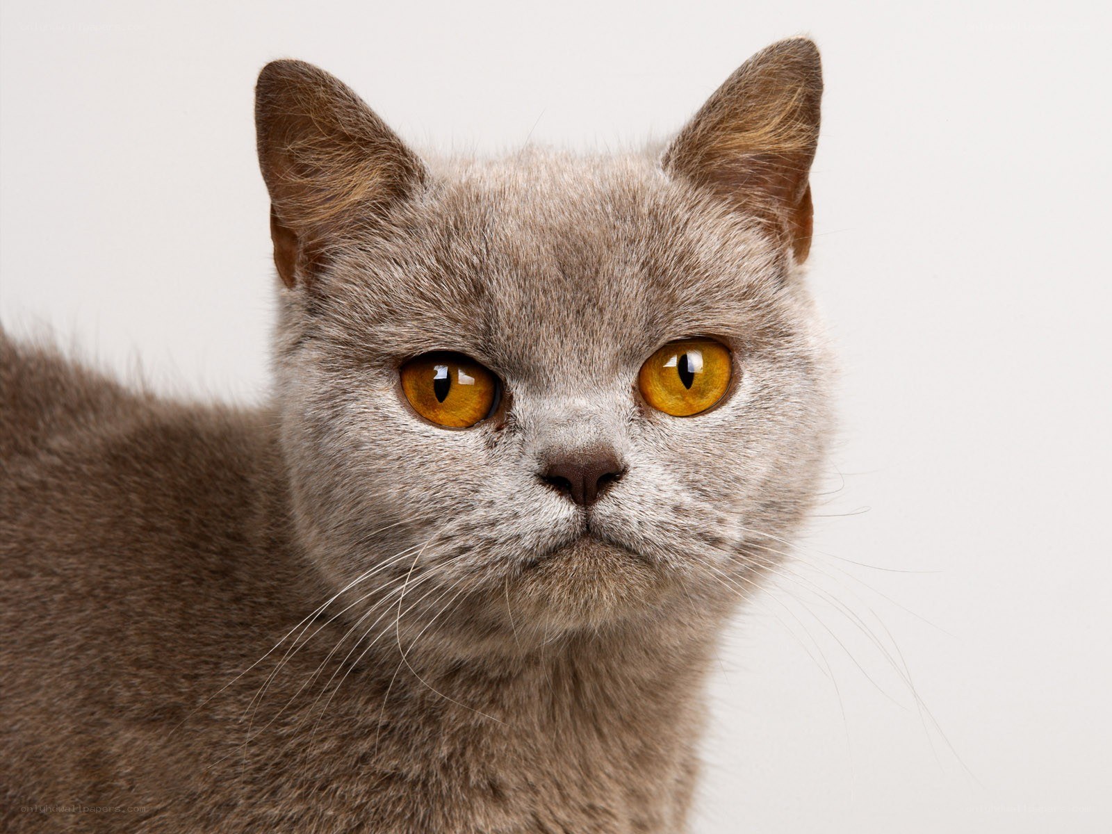 gray cat with yellow eyes