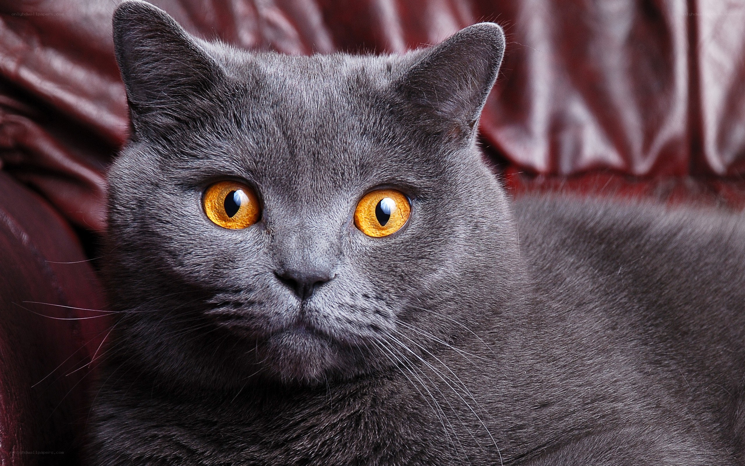 gray cat with yellow eyes