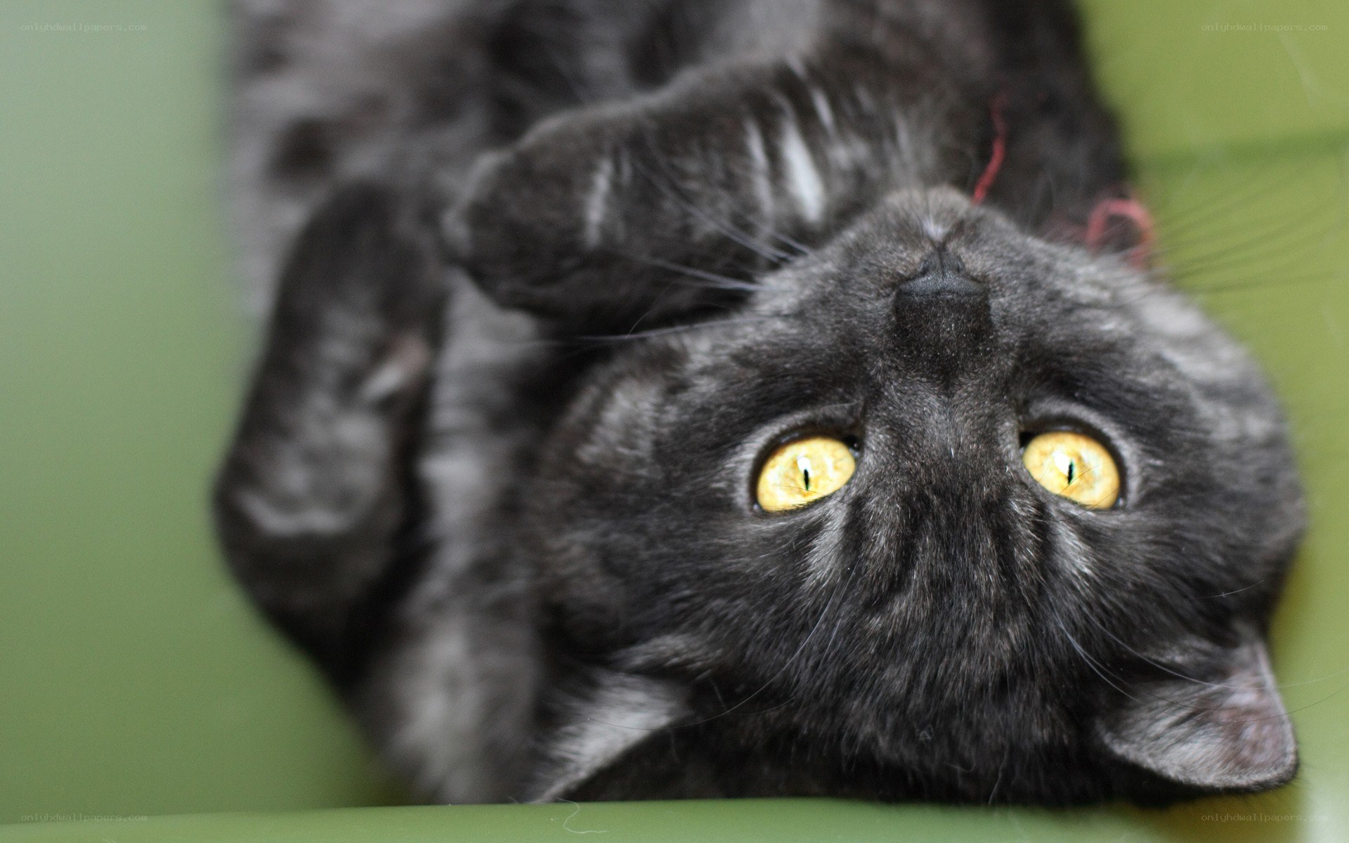 gray cat with yellow eyes