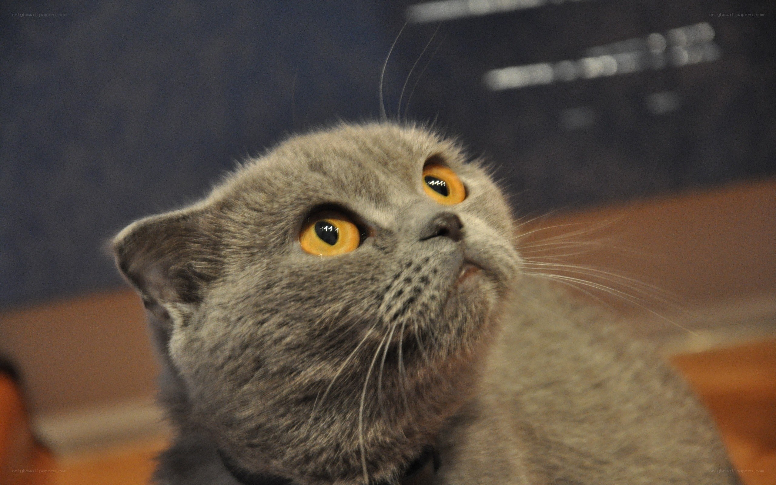 gray cat with yellow eyes