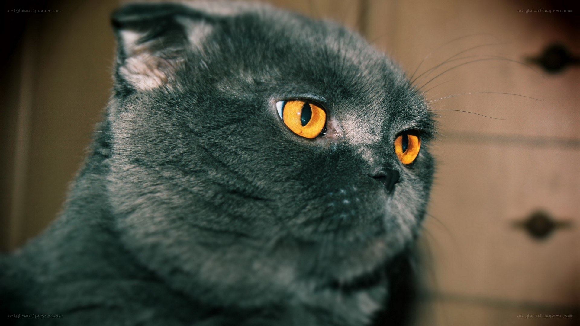 gray cat with yellow eyes