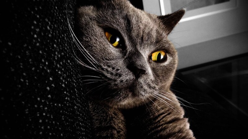 gray cat with yellow eyes