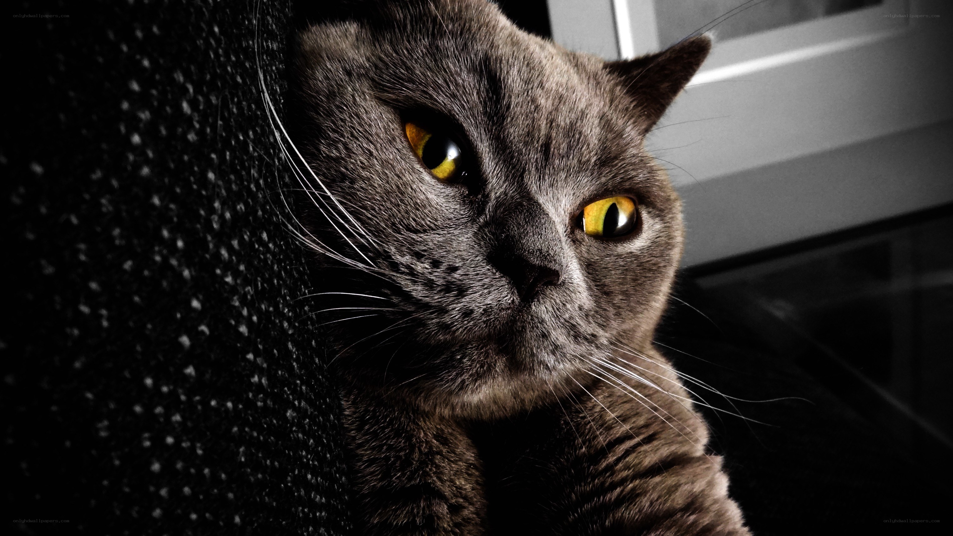 gray cat with yellow eyes